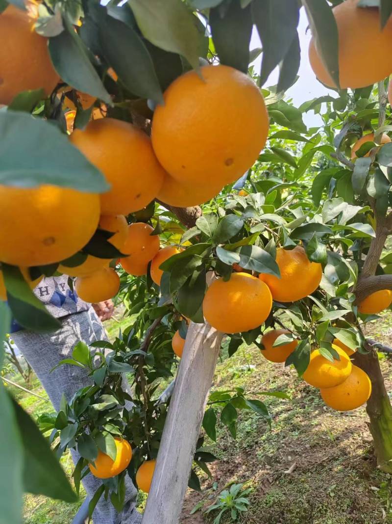 【实力推荐】爱媛果冻橙一手货源量大从优质量保证欢迎咨询