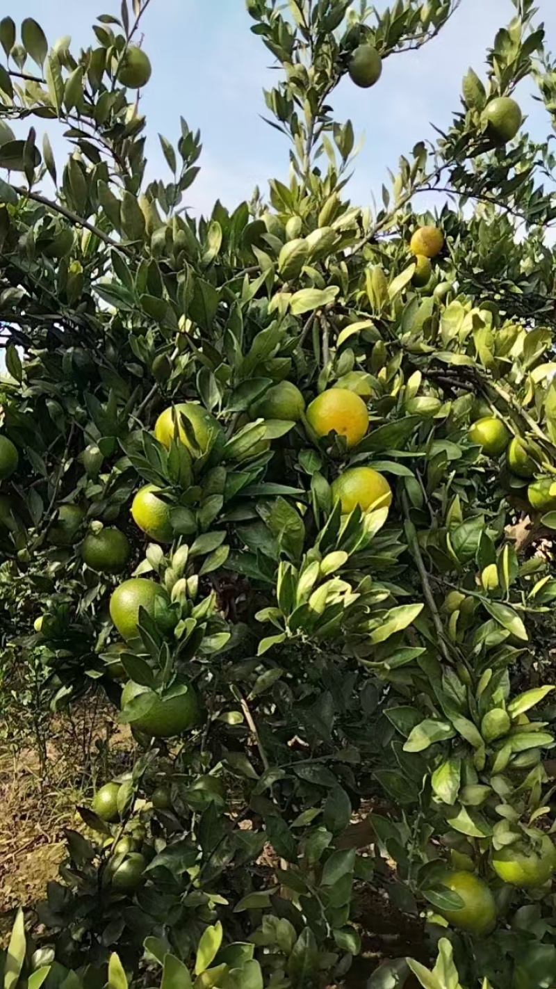 特早蜜橘