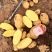 山东黄土豆济南土豆泰安土豆肥城黄心沃土+V7