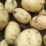 山东黄土豆济南土豆泰安土豆肥城黄心沃土+V7