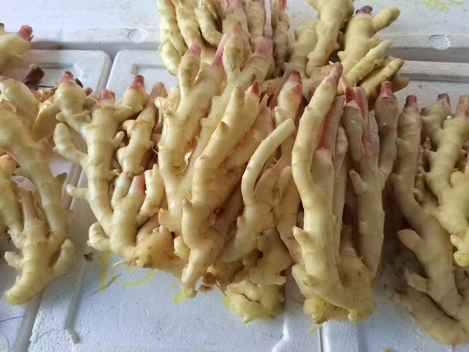 红芽姜烹饪应用场景拼图：左上为红芽姜薄片在青瓷碟中泛粉光；右上为红芽姜丝与枸杞、红枣共煮的暖色养生茶汤；左下为厨师手持红芽姜块正在砧板上切片，刀锋映光；右下为透明玻璃罐装红芽姜醋浸液，液体呈淡琥珀色，悬浮细姜丝与红芽碎末