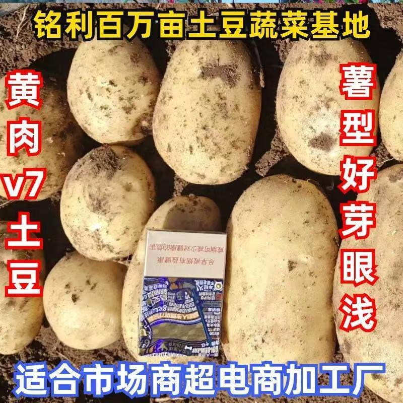 黄心土豆:v7希森6号实验1号沃土5号久恩11号雪川红