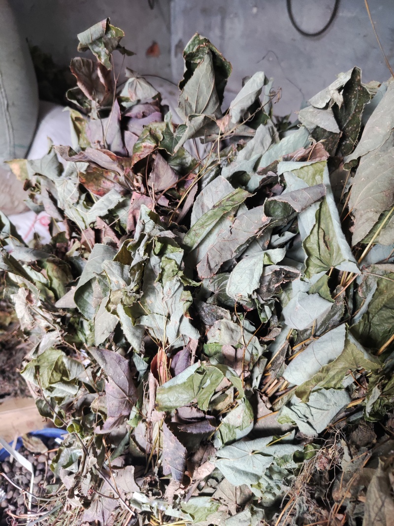 淫羊藿根