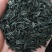 知母种子纯新货！干净无杂，发芽率95%！假一赔十