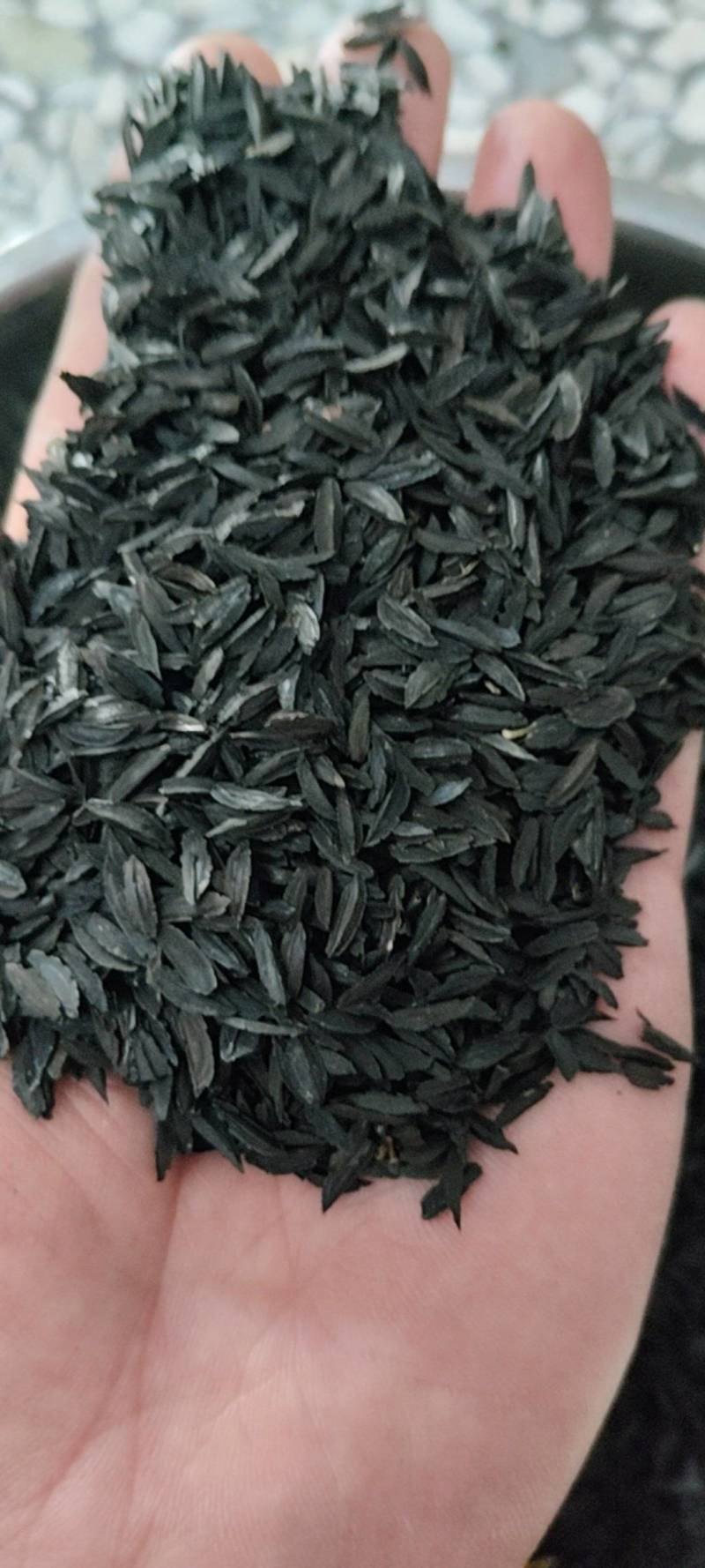 知母种子纯新货！干净无杂，发芽率95%！假一赔十