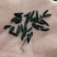知母种子纯新货！干净无杂，发芽率95%！假一赔十