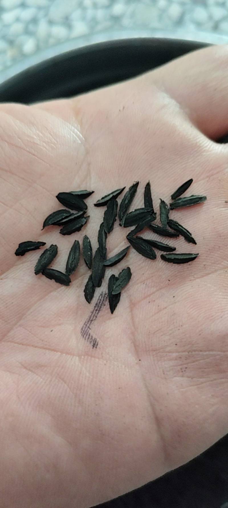 知母种子纯新货！干净无杂，发芽率95%！假一赔十