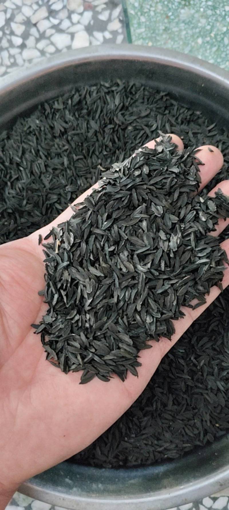 知母种子纯新货！干净无杂，发芽率95%！假一赔十