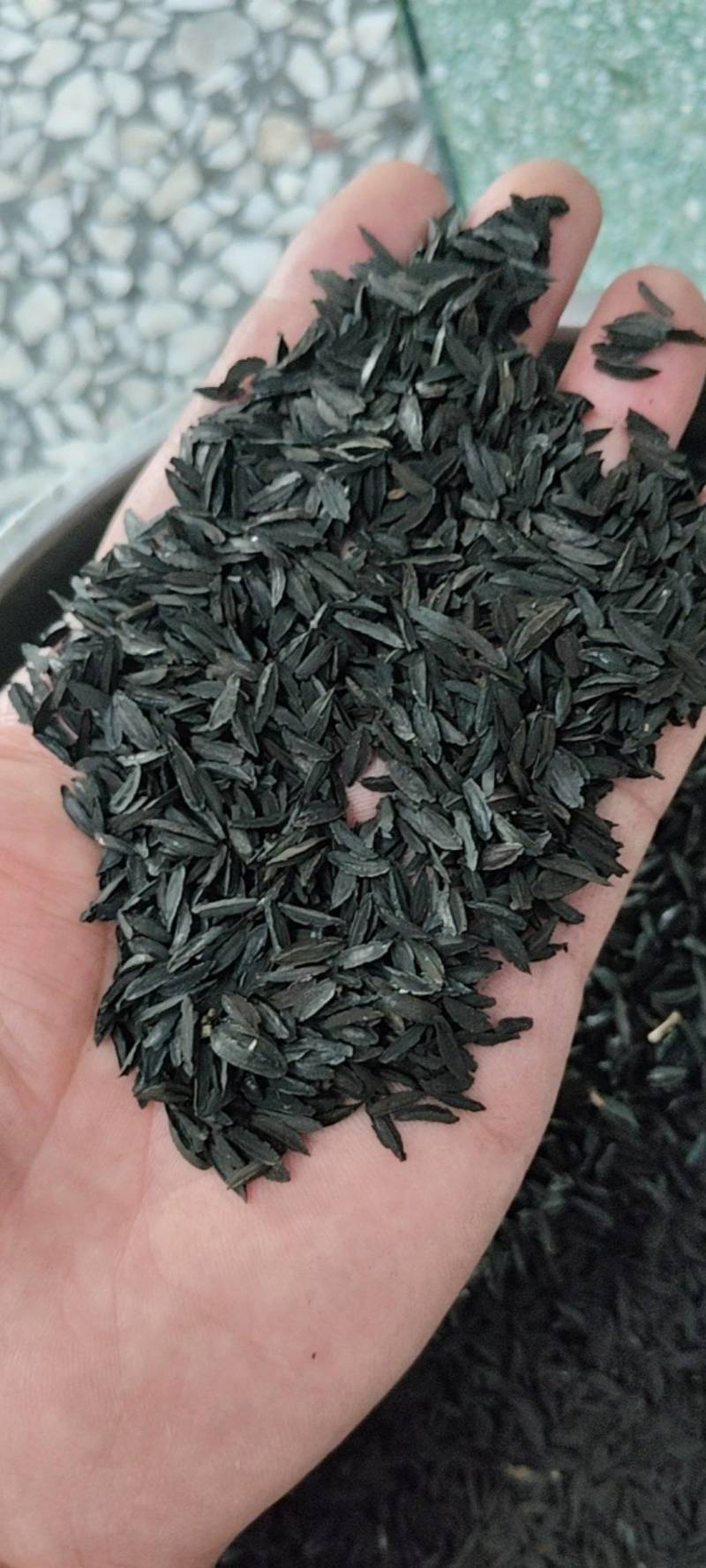 知母种子纯新货！干净无杂，发芽率95%！假一赔十