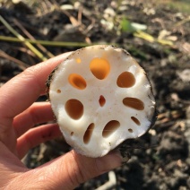 湖北颚莲6号莲藕大量出货品质保证价格不高欢迎老板联系