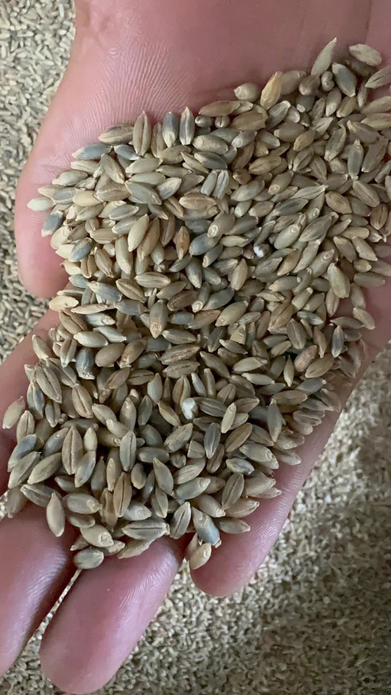 优质青稞出售量大从优