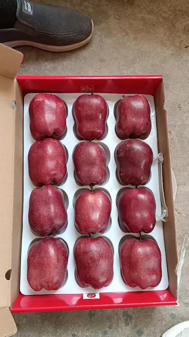 【包邮】花牛苹果甘肃发货品质保证一件发货口碑好快下单