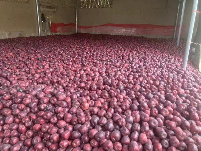【包邮】花牛苹果甘肃发货品质保证一件发货口碑好快下单
