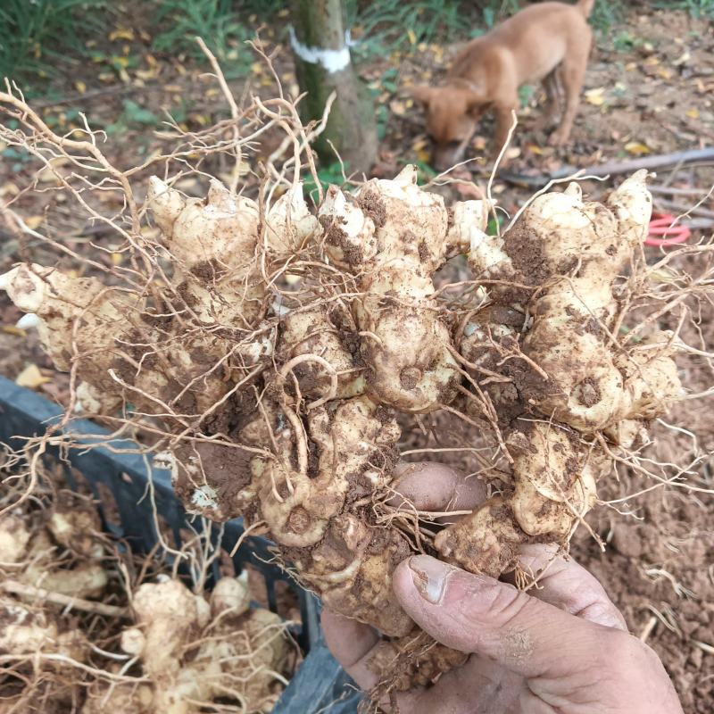 伏牛山多花黄精，量大质优，含糖量高，适用各种加工