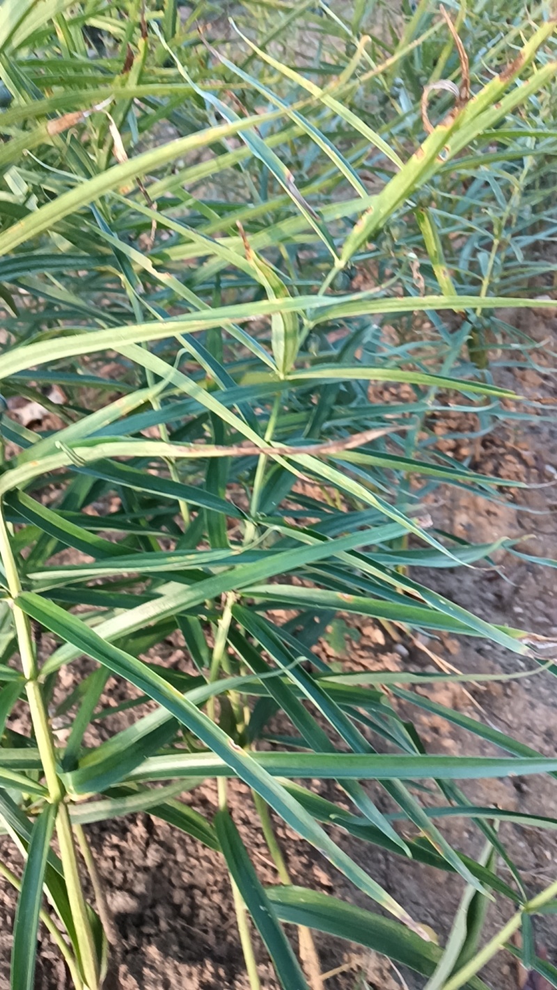 伏牛山多花黄精，量大质优，含糖量高，适用各种加工
