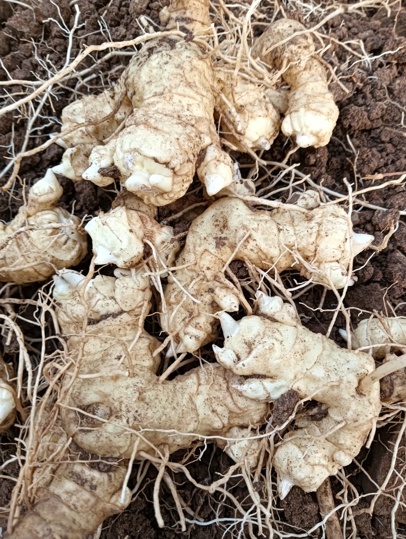 伏牛山多花黄精，量大质优，含糖量高，适用各种加工