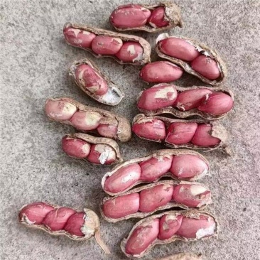 【四粒红花生】鲜花生，四粒红，诚信经营，客户至上！