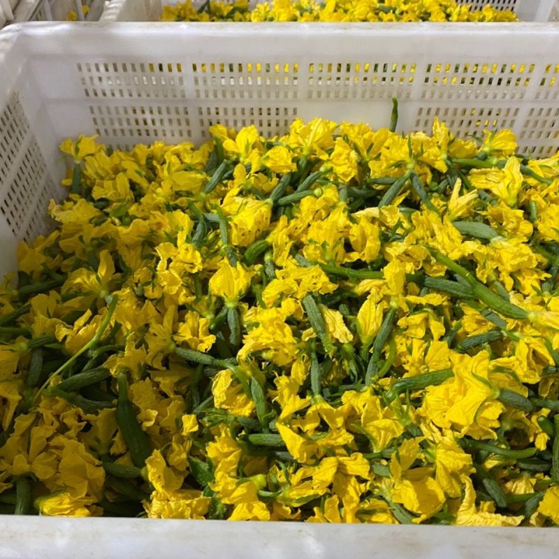 黄瓜花，精品水果黄瓜花可货发全国，常年有货