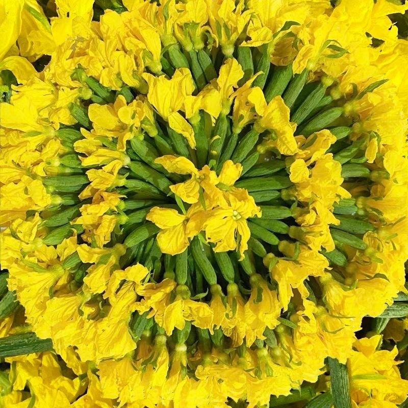 黄瓜花，精品水果黄瓜花可货发全国，常年有货