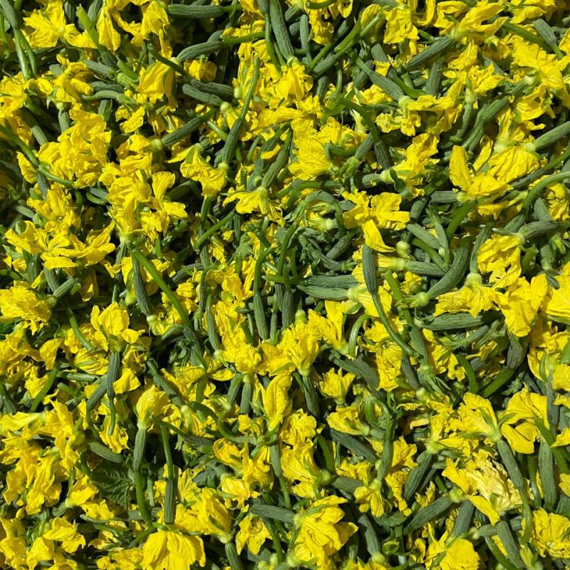 黄瓜花，精品水果黄瓜花可货发全国，常年有货