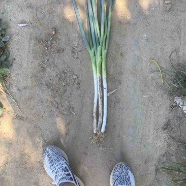 长白大葱
