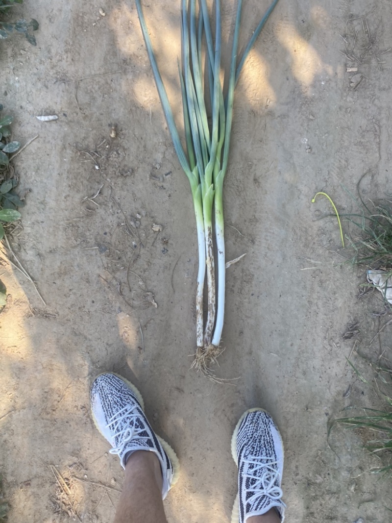 长白大葱