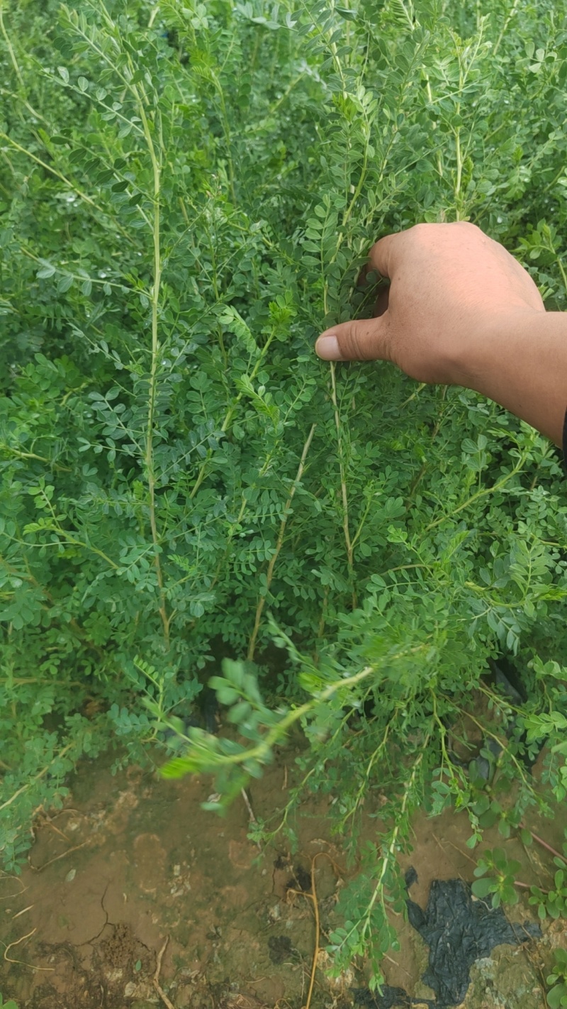 柠条杯苗