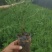柠条杯苗