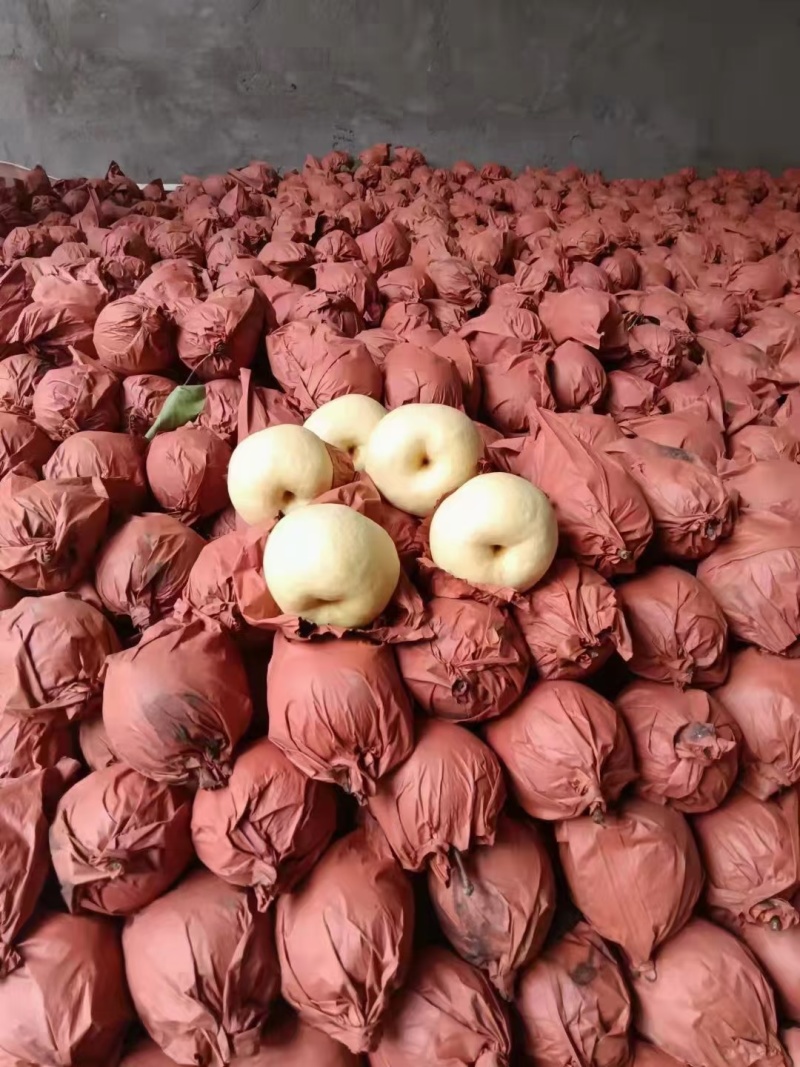 陕西蒲城酥梨入口即化皮薄肉多对接各大市场售后无忧