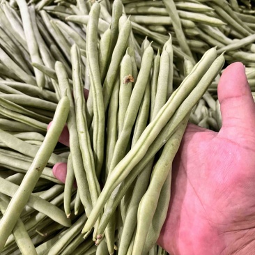 精品小金豆，物美价廉，量大从优，规格齐全，欢迎下单