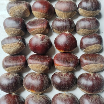 湖北宜昌板栗，皮薄肉鲜，美味可口，欢迎选购