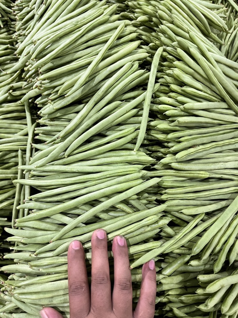 精品小金豆，物美价廉，量大从优，规格齐全，欢迎下单
