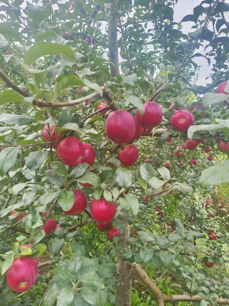 新世纪