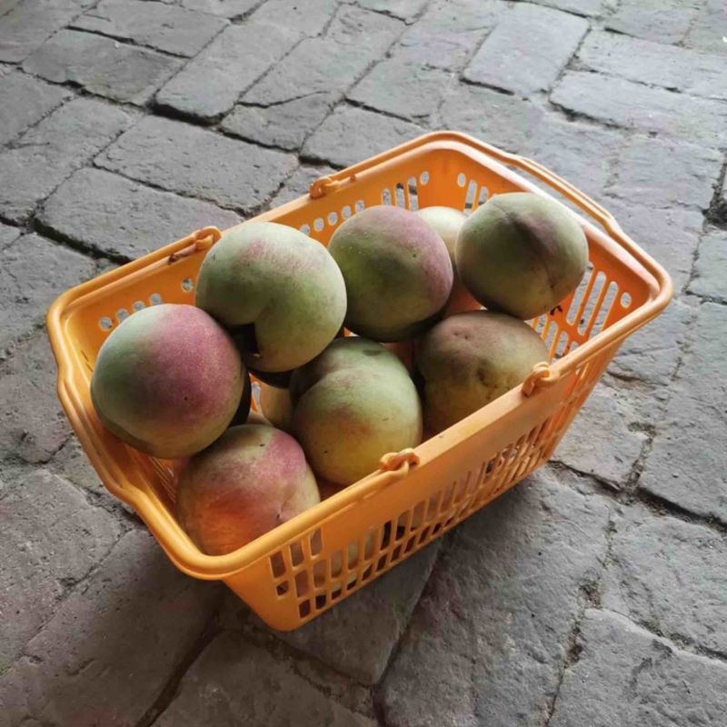 中秋蜜桃🍑、大青桃、甜度最高可达15个以上、中秋前上市