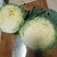 云南甘蓝，昆明寻甸县甘蓝