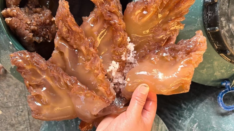 海蜇头