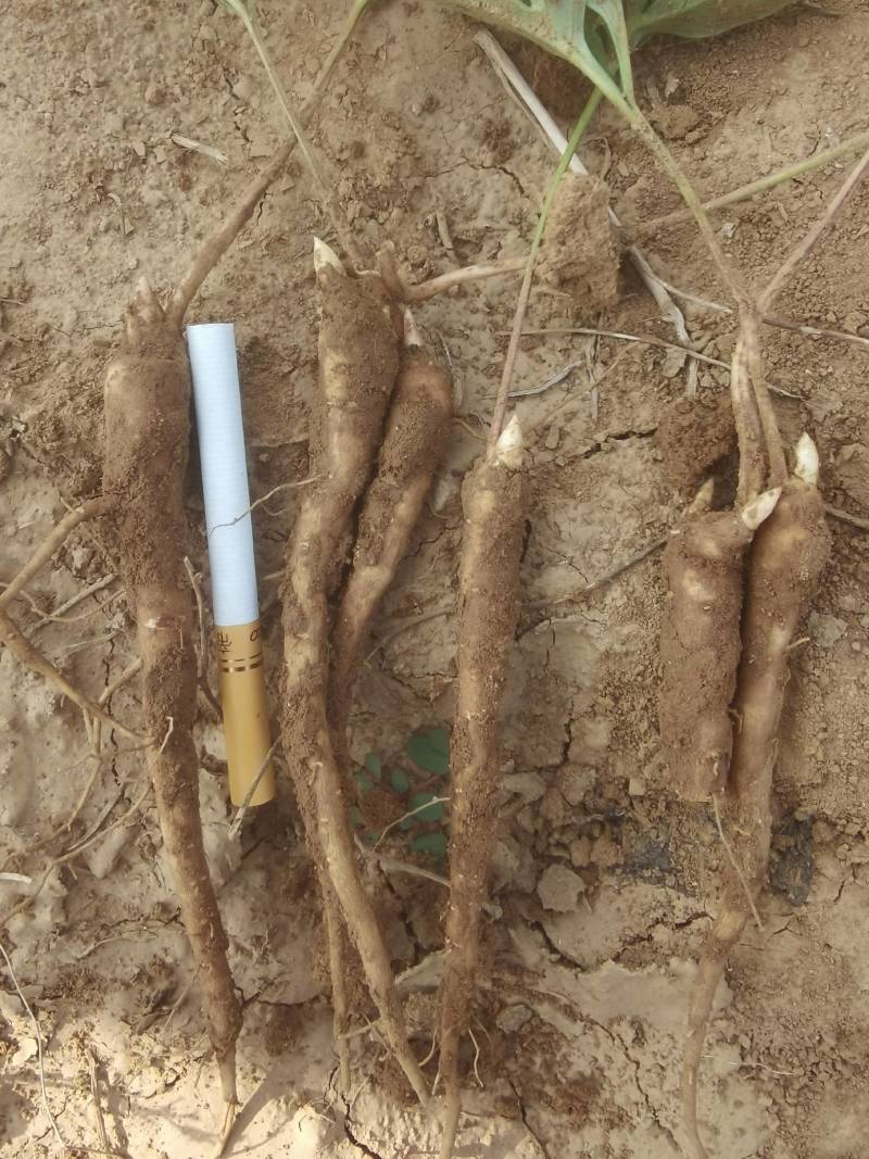 航天赤芍一年生种苗，价格低，效益高