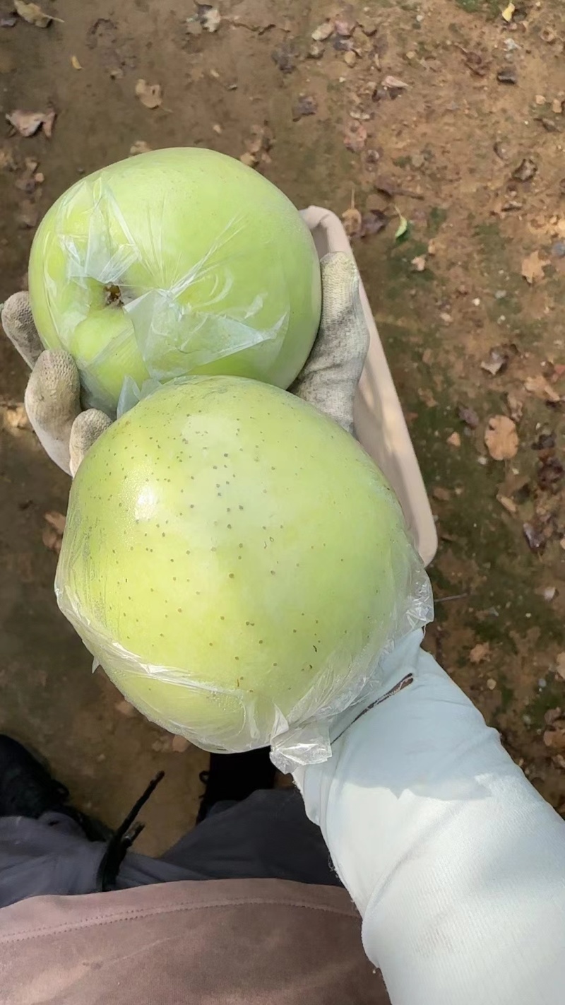 山东青岛青森苹果大量上市，欢迎水果大佬们来电采购....