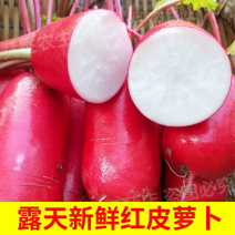 红皮萝卜萝卜产地看货论价，保质保量，欢迎订购