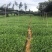 茶叶苗品种齐全绿茶奶白茶黄金茶安吉白茶