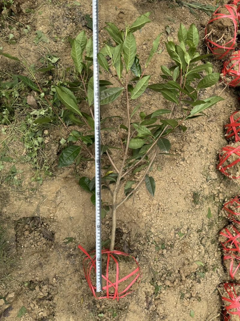 茶叶树苗木批发园林绿化工程种植龙井绿茶白茶大茶树桩头