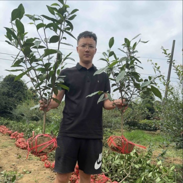 茶叶树苗木批发园林绿化工程种植龙井绿茶白茶大茶树桩头