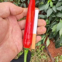 精品美人椒上市