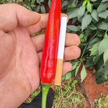 精品美人椒上市