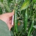 精品美人椒上市