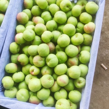 李广桃