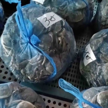 （大闸蟹）蟹农一手货源，品质保证，诚信经营，欢迎来电