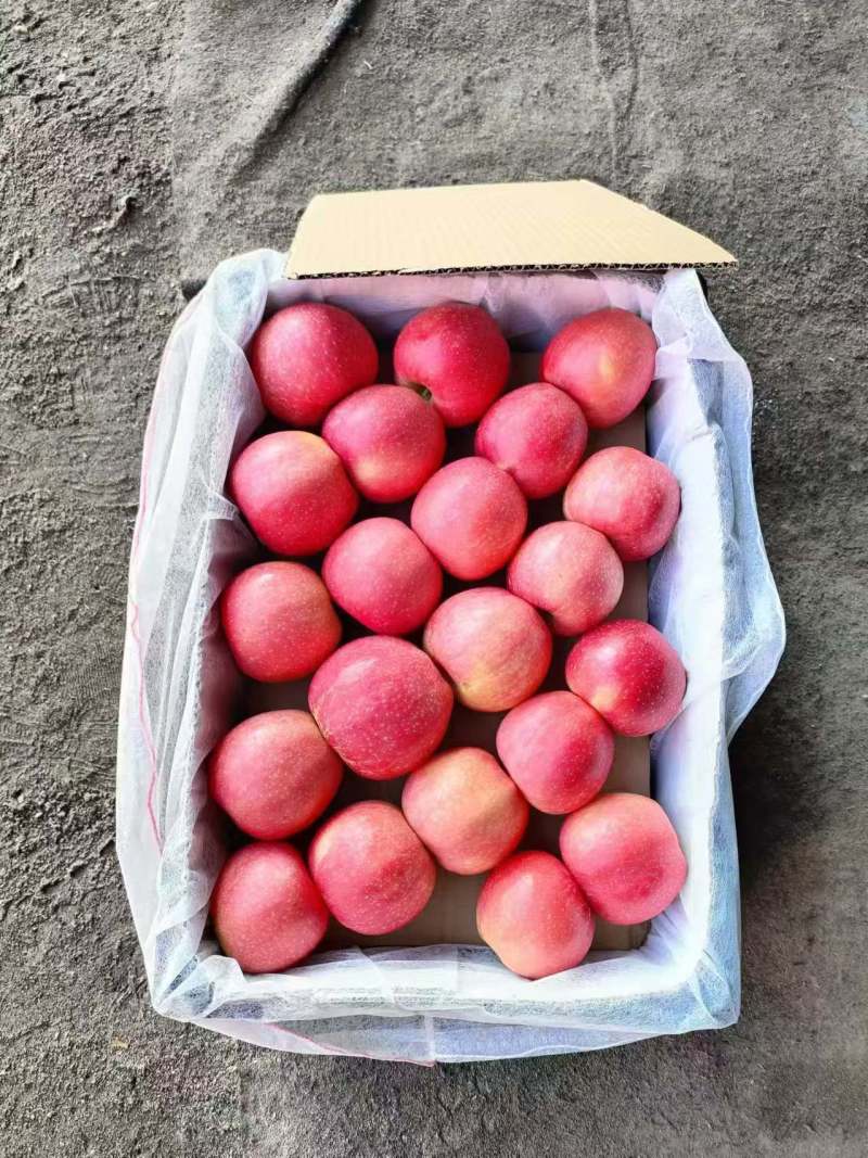 精品红富士苹果产地直发/对接超市批发市场/电商等