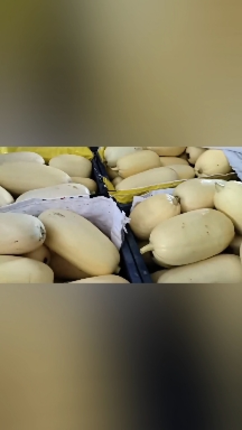 笋瓜