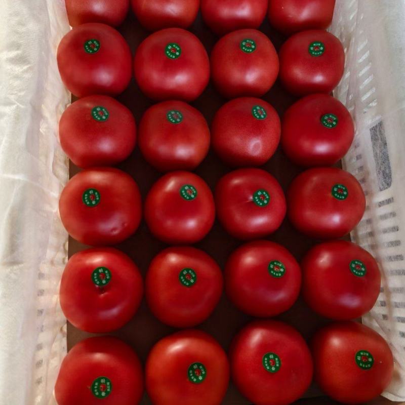 【河北西红柿】硬粉西红柿弧三以上产地直发提供一条龙服务